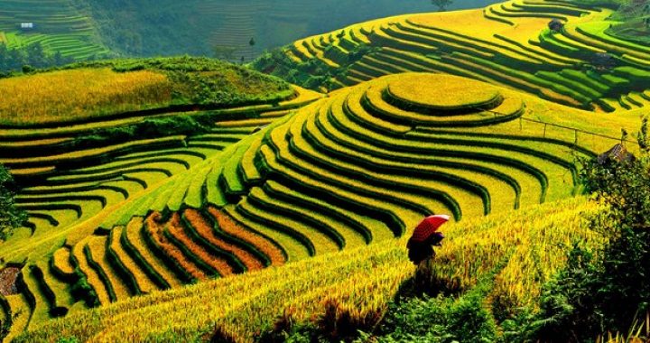 Explore Sapa Rice Fields as beautiful as a picture